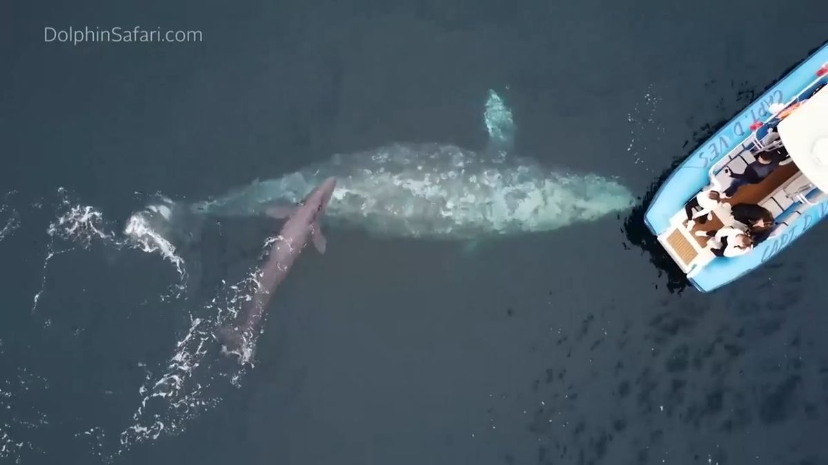 Velryba se turistům pochlubila čerstvě narozeným mládětem